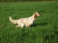 Setter Anglais DAISA DE L'ECHO DE LA FORET Setter Anglais DAISA DE L'ECHO DE LA FORET